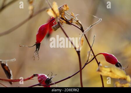 Rote transparente Hagebutten auf einem braunen Ast mit gelben Blättern im Wald an einem sonnigen Herbsttag. Hagebuttenbeeren im Sonnenlicht. Rosa glabrifolia. Stockfoto