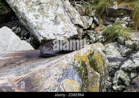 Neuseeland Pelzrobbe (Arctocephalus forsteri) auch als Australasian Pelz Seal, South Australian Pelz Seal, Neuseeland Pelz Seal, Antipodean Pelz Seal Stockfoto