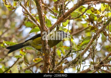 Neuseeländischer Bellbird (Anthornis melanura), auch bekannt unter seinen Māori Namen Korimako und Makomako Stockfoto