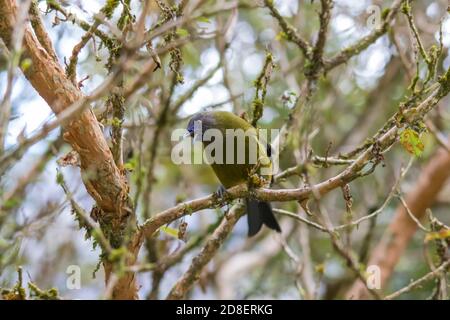 Neuseeländischer Bellbird (Anthornis melanura), auch bekannt unter seinen Māori Namen Korimako und Makomako Stockfoto