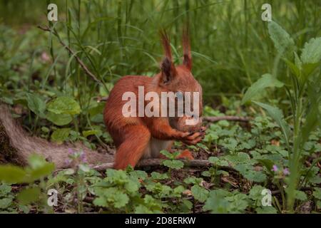 Flurry Eichhörnchen hält in seinen Pfoten eine große Walnuss sitzt auf grünem Gras im Wald. Sciurus, Tamiasciurus, Kiefernhörnchen Stockfoto