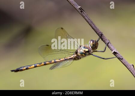 Australische Smaragd Libelle ruht auf einem Ast Stockfoto