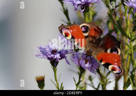 Europäische Pfauenfalter mit rot-schwarz-weiß-lila Flügeln sitzt auf lila Blüten von Symphyotrichum novi-belgii oder verwirrt Michaelmas-Gänseblümchen. Stockfoto