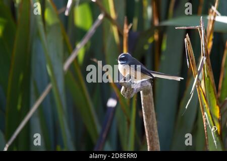 Eine hoch gelegene neuseeländische Fantail (Rhipidura fuliginosa). Stockfoto