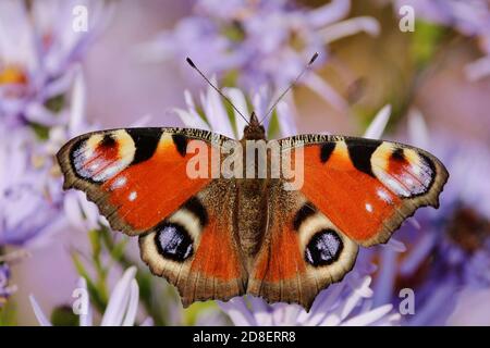 Schmetterling Pfauenauge rot-schwarz-lila Farbe Nahaufnahme auf lila Blüten mit breiten offenen Flügeln an einem sonnigen Herbsttag. Stockfoto