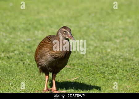 Die Weka, auch bekannt als die Māori Henne oder Woodhen (Gallirallus australis), ist eine fluglose Vogelart aus der Familie der Eisenbahner. Es ist endemisch in Neuseeland Stockfoto