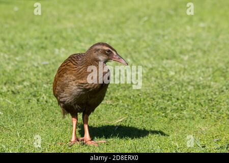 Die Weka, auch bekannt als die Māori Henne oder Woodhen (Gallirallus australis), ist eine fluglose Vogelart aus der Familie der Eisenbahner. Es ist endemisch in Neuseeland Stockfoto