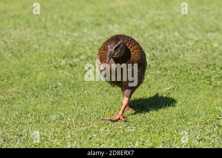 Die Weka, auch bekannt als die Māori Henne oder Woodhen (Gallirallus australis), ist eine fluglose Vogelart aus der Familie der Eisenbahner. Es ist endemisch in Neuseeland Stockfoto