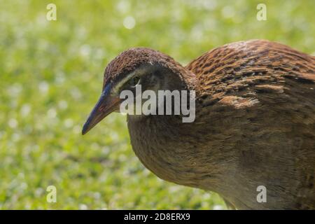 Die Weka, auch bekannt als die Māori Henne oder Woodhen (Gallirallus australis), ist eine fluglose Vogelart aus der Familie der Eisenbahner. Es ist endemisch in Neuseeland Stockfoto