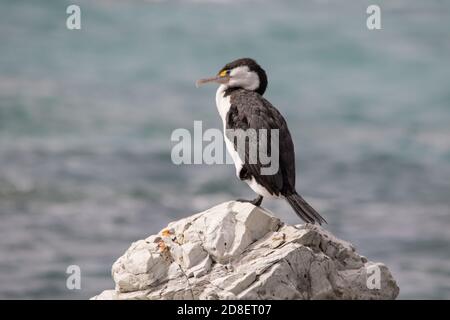 Der australische Rattenkormoran (Phalacrocorax varius), auch bekannt als der Rattenkormoran, der Rattenschag und der große Rattenkormoran Stockfoto