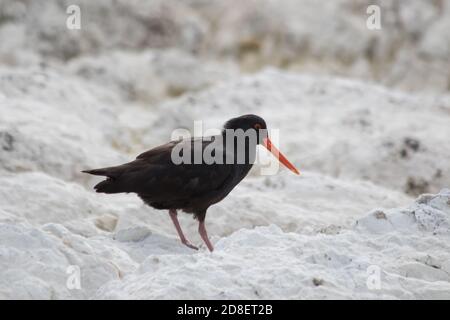 Ein variabler Austernfischer (Haematopus unicolor) ist eine Art von Watvogel aus der Familie Haematopodidae. Es ist endemisch in Neuseeland. Stockfoto