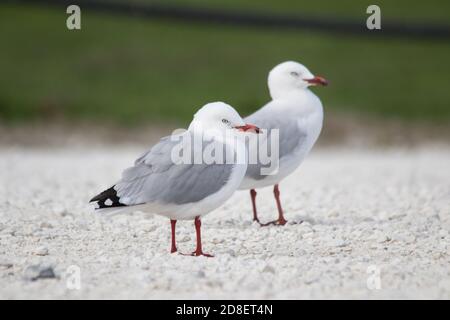 Die Rotschnabelmöwe (Chroicocephalus novaehollandiae scopulinus), einst auch als Makrelenmöwe bekannt, stammt aus Neuseeland. Stockfoto