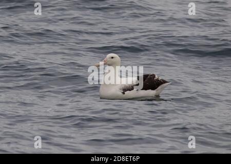 Ein wandernder Albatross (Diomedea exulans) auch bekannt als Snowy Albatross, Weißflügelalbatross und Goonie. Stockfoto