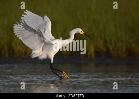 Schneegreiher Landing in the Water in Nauset Marsh in Eastham, MA auf Cape Cod Stockfoto