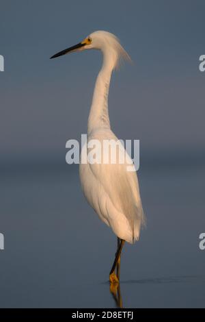 Porträt eines Schneegreiher bei Ebbe in Cape Cod Bay in Eastham, MA Stockfoto