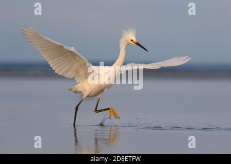 Schneegreiher Jagd Köderfisch auf Low Tide Flat in Eastham, MA auf Cape Cod Stockfoto