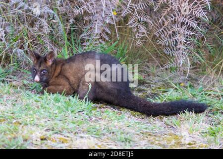 Der gemeine Reisigschwanz Possum (Trichosurus vulpecula) wurde in den 1850er Jahren nach Neuseeland eingeführt, um eine Pelzindustrie zu etablieren, floh aber in die Wildnis. Stockfoto