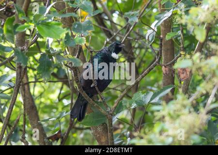 TUI Vogel (Prosthemadera novaeseelandiae) auch bekannt als tūī ist ein endemischer Vogel in Neuseeland. Es ist ein Mitglied der Australasian Honeyeater Familie. Stockfoto