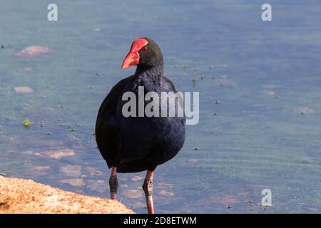 Nahaufnahme eines australasiatischen Swamphen (Porphyrio melanotus), der am Wasser steht. Stockfoto