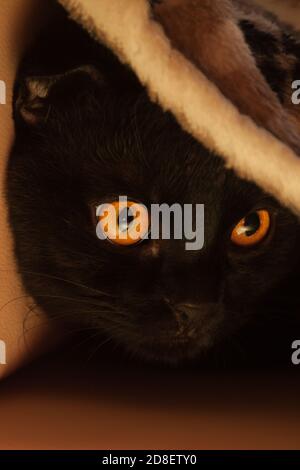 Solide schwarze scottishfold Katze unter dem gemütlichen flauschigen Teppich. Home eveningп Komfort. Orange warmes Licht Stockfoto