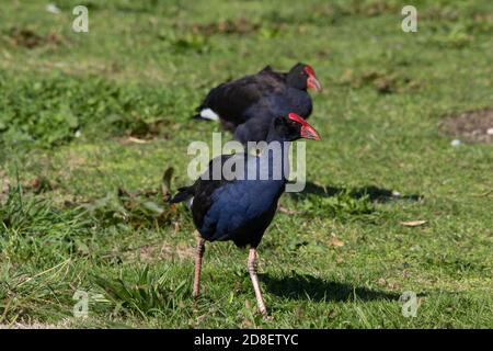 Nahaufnahme eines Paares Australasian Swamphen (Porphyrio melanotus), das in einem Feld läuft. Stockfoto