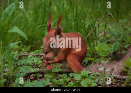 Flurry Eichhörnchen hält in seinen Pfoten eine große Walnuss sitzt auf grünem Gras im Wald. Sciurus, Tamiasciurus, Kiefernhörnchen Stockfoto