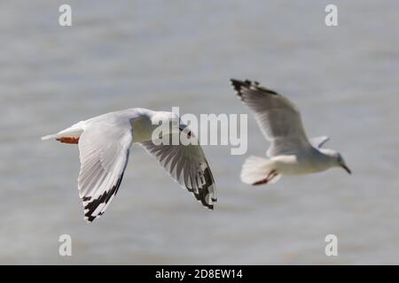 Die Rotschnabelmöwe (Chroicocephalus novaehollandiae scopulinus), einst auch als Makrelenmöwe bekannt, stammt aus Neuseeland. Stockfoto