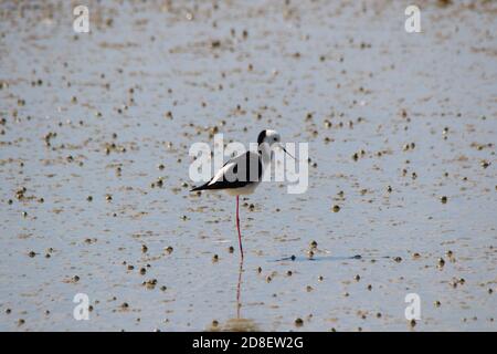 Pied Stilt oder Black-Winged Stilt (Himantopus himantopus), fotografiert in Neuseeland, füttert auf Schlammflattern. Stockfoto