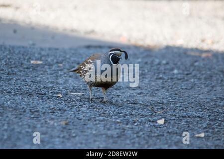 Ein California Quail (Callipepla californica), auch bekannt als California Valley Quail oder Valley Quail, eingeführt in Neuseeland. Stockfoto