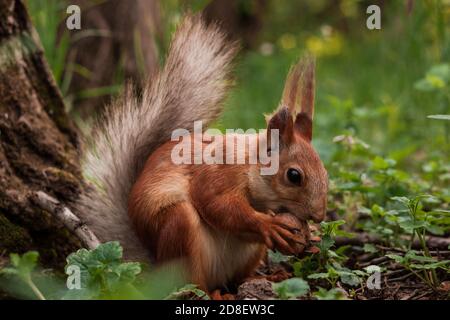 Flurry Eichhörnchen hält in seinen Pfoten eine große Walnuss sitzen Auf grünem Gras im Wald Stockfoto