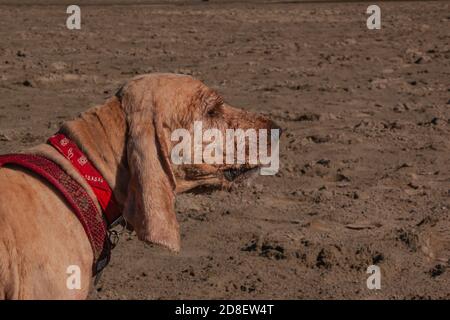 Traurige alte beige englische Cocker Spaniel in rotem Kragen sitzt auf dem nassen Flussküsten Sand bei Sonnenuntergang. Brauner Spaniel Hund mit nassem Fell Nahaufnahme Stockfoto