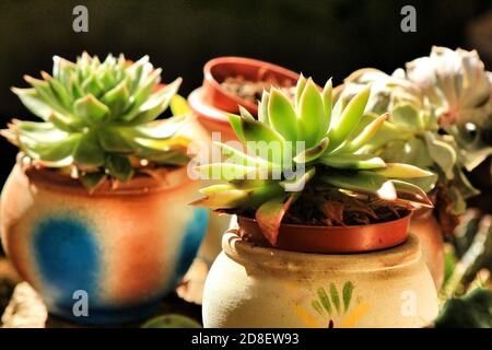 Töpfe von verschiedenen Arten von Kaktus und Sukkulenten in einem Garten Stockfoto