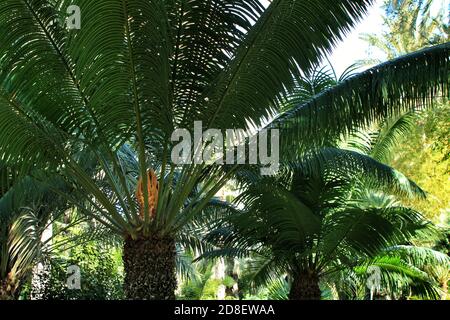 Cycas Circinalis Pflanze im Garten in Elche, Alicante Stockfoto