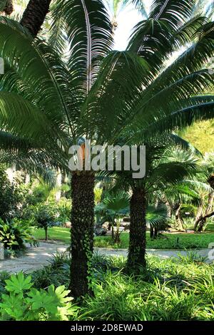 Cycas Circinalis Pflanze im Garten in Elche, Alicante Stockfoto