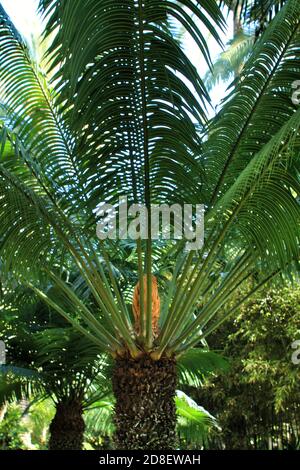 CYCA Circinalis Pflanze im Garten in Elche, Alicante Stockfoto