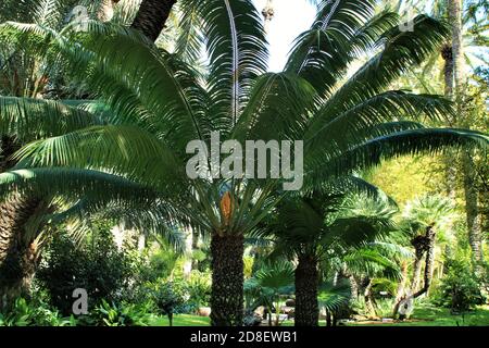 Cycas Circinalis Pflanze im Garten in Elche, Alicante Stockfoto