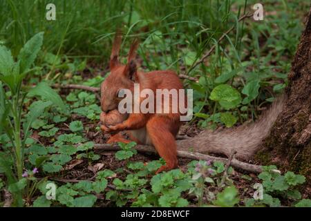 Flurry Eichhörnchen hält in seinen Pfoten eine große Walnuss sitzen Auf grünem Gras im Wald Stockfoto