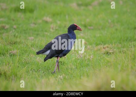 Nahaufnahme eines Australasian Swamphen (Porphyrio melanotus), der auf einem Feld steht. Stockfoto