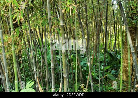 Wunderschöne Phyllostachys Nigra Bambus Wald im Garten Stockfoto