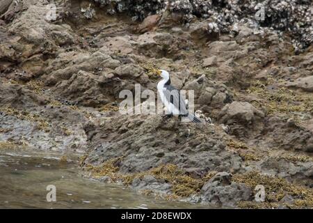 Der australische Rattenkormoran (Phalacrocorax varius), auch bekannt als der Rattenkormoran, der Rattenschag und der große Rattenkormoran Stockfoto