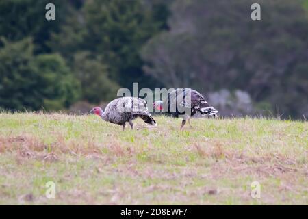 Der Wilde Truthahn (Meleagris galopavo) ist ein großer Vogel der Gattung Meleagris. Es wurde in Neuseeland eingeführt. Stockfoto