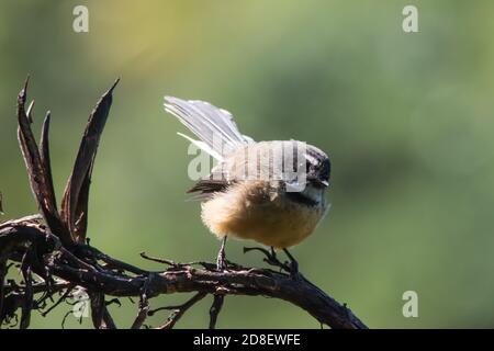 Eine hoch gelegene neuseeländische Fantail (Rhipidura fuliginosa). Stockfoto