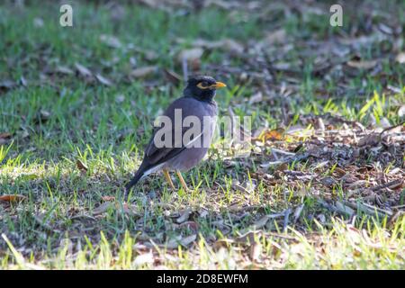 Myna oder indische Myna (Acridotheres tristis), manchmal buchstabiert Mynah Fütterung auf einem Rasen in Neuseeland, wo es eingeführt wurde. Stockfoto