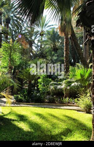 Grüne Vegetation im Huerto del Cura botanischen Garten in Elche, Spanien Stockfoto
