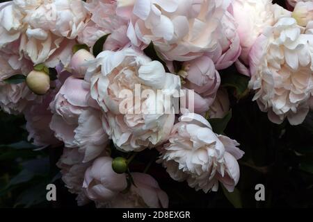 Doppelte pinke Pfingstrose 'mrs. Nahaufnahme von Franklin D. Roosevelt. Regentropfen auf den Blütenblättern. Stockfoto