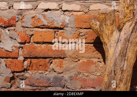 Rohes altes zerbröckelndes orangefarbenes Mauerwerk. Eine Wand aus alten gebrochenen roten Ziegeln und grauem Zement. Getrockneter Baumstumpf ohne Rinde im Vordergrund. Retro rauer Hintergrund mit Kopierraum Stockfoto