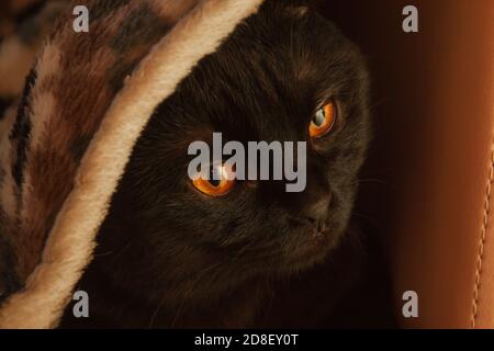 Solide schwarze scottishfold Katze unter dem gemütlichen flauschigen Teppich. Home Abend Komfort. Orange warmes Licht Stockfoto