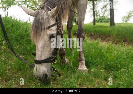 Weiß graues Pferd grasen auf dem grünen Gras im Wald, Pferd in Leder Geschirr gespannt, Nahaufnahme Porträt Stockfoto