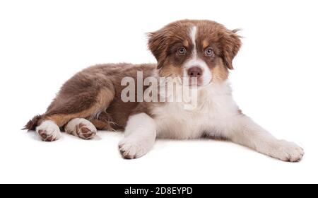 Australian Shepherd Puppy liegt auf weißem Hintergrund Stockfoto