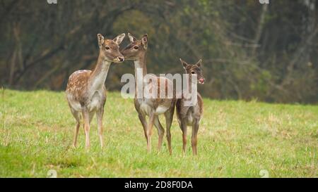 Drei Brachschürfer stehen auf der Wiese in herbstlicher Natur Stockfoto